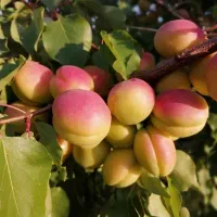 نهال عسگر آباد