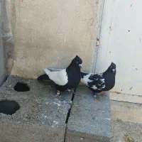 سینه سیاه|پرنده|مشهد, مشکینی (شهرک غرب)|دیوار