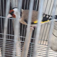 سرسیاه مس مس