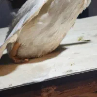 یک جفت اردک بالغ|حیوانات|تهران, صادقیه|دیوار