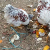 ویاندوت معاوضه|حیوانات مزرعه|اصفهان, سرشبادران|دیوار