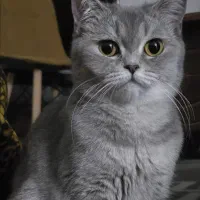 گربه اسکاتیش بریتیش نر و ماده