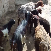 میش بره و بزو بزغاله قیمت مفت