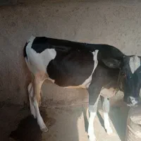 گوساله ماده