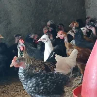 مرغ و خروس عربی درجه یک و خاص|حیوانات مزرعه|اهواز, اهواز|دیوار
