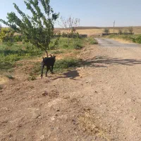 فروش‌گاوداری