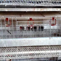 قفسه بزرگ بلدرچین|لوازم جانبی حیوانات|نکا, |دیوار