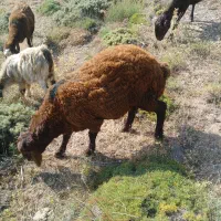 توخلی دامازدیخ نر یه ماه مونده یه ساله بشن|حیوانات مزرعه|هیر, |دیوار