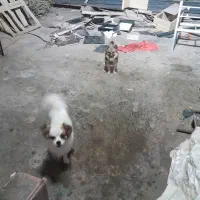 فروش ۴عدد سگ پامه روباهی