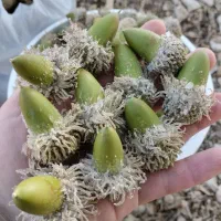 زمین کشاورزی