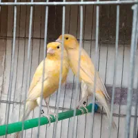 قناری نر بخون