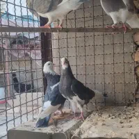 چهار تا کفتر شازده درجه یک