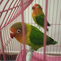 کاملا اهلی|پرنده|ارومیه, |دیوار