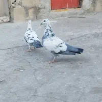 کبوتر سوسکی