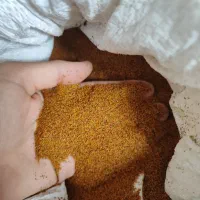 خاکشیر