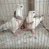 طوقی هفت رنگ نر وماده بدون غلطی کاکل پالخت خفت