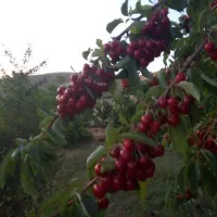 فروش انواع نهال زینتی و میوه دار