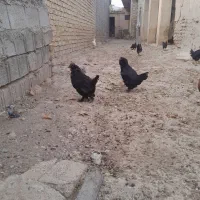 مرغ و خروس محلی