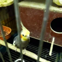 عروس هلندی مولد جوجه داده|پرنده|تهران, هاشمی|دیوار