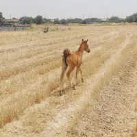 کره مادیون درهشوری