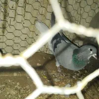 کبوتر ،خرقه