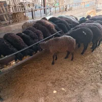 16عدد بره ماده و7عدد بره نر