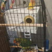 عروس هلندی قناری برزیلی