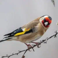 پرنده آواز خوان