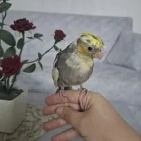 عروس هلندی نر