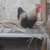 خروس