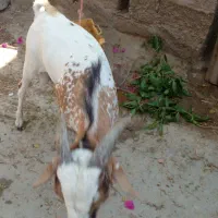 کهره نری سومالی