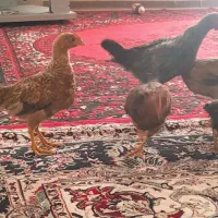 چهار عدد خروس