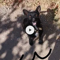 توله پاکوتاه گوش راست|سگ|کاشمر, |دیوار