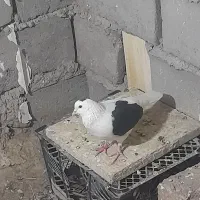 کبوتر بازیکن