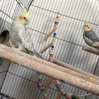 عروس هلندی جفت