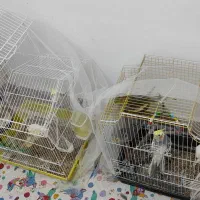 عروس هلندی|پرنده|رشت, فلسطین|دیوار