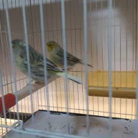 کلاغ رسمی قناری|پرنده|مشهد, ادیب نیشابوری (شهرک غرب)|دیوار