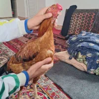 خورس لاری|حیوانات مزرعه|تهران, بهداشت|دیوار