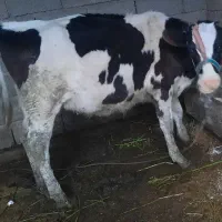 گوساله هلشتاین ماده جنس