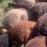 گوسفند گمشده