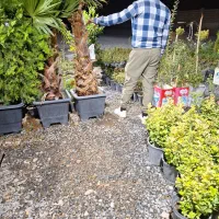 کامیس پالم یاس هلندی و سرو و شمشاد|خدمات باغبانی و درختکاری|فلاورجان, |دیوار