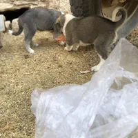 واگذار۳ تا توله ماده|سگ|مهاباد (آذربایجان غربی), |دیوار