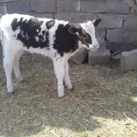 گوساله|حیوانات مزرعه|بوژگان, |دیوار