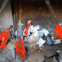 کبوتر سالم به شرط .توجه|پرنده|برازجان, |دیوار