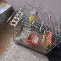 سهره نر بخون زیر باری با ردی