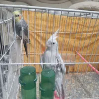 عروس هلندی نر ماده