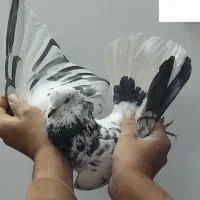 کفتر|پرنده|زارچ, |دیوار