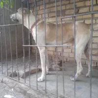 سگ افغان