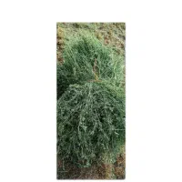 علف یونجه و چیمن