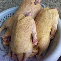 اردک محلی کله سبز